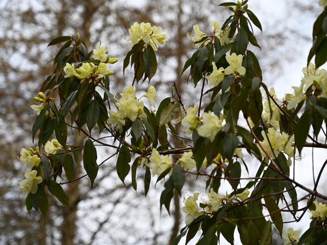 R. lutescens